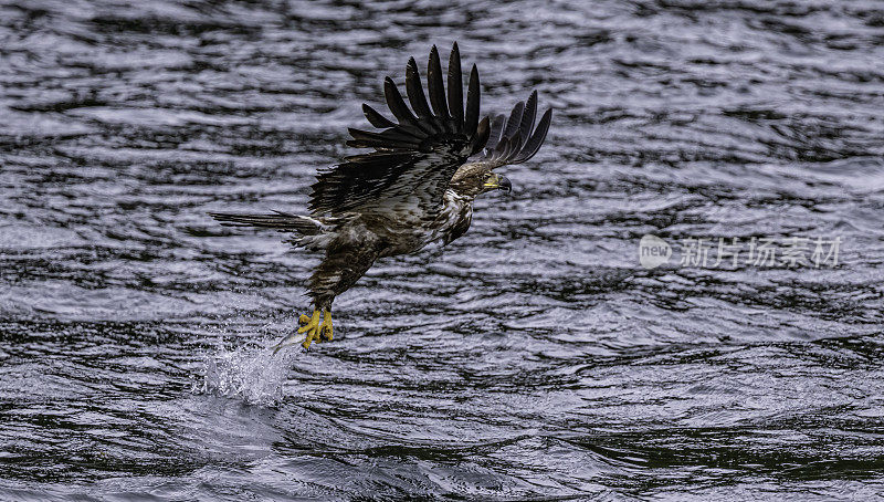 白头鹰(Haliaeetus leucocephalus)是一种发现于北美的猛禽。位于查塔姆海峡巴拉诺夫岛卡斯尼库湾的隐藏瀑布。阿拉斯加。一只飞翔和钓鱼的少年。